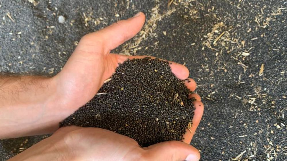 Il y a peu de facteurs de baisse des cours des oléagineux prévus jusqu’à l’été 2022. © H. Parisot/GFA